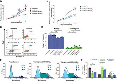 The mitochondrial Ca2+ channel MCU is critical for tumor growth by supporting cell cycle progression and proliferation